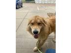 Adopt Bo a Great Pyrenees, Chow Chow