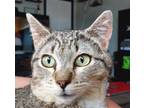 Adopt Kiwi a Domestic Short Hair, Tabby