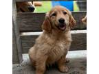 Golden Retriever Puppy for sale in Alma, GA, USA