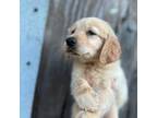 Golden Retriever Puppy for sale in Alma, GA, USA