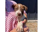 Adopt Lou pup 4 a Boxer, Mixed Breed