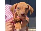 Adopt Lou pup 3 a Boxer, Mixed Breed