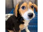 Adopt Wick a Beagle