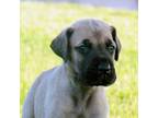 Great Dane Puppy for sale in Cape Coral, FL, USA