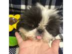 Shih Tzu Puppy for sale in Kit Carson, CO, USA