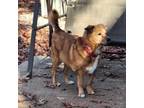 Adopt Cisco a Golden Retriever, Mixed Breed