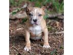 Cavapoo Puppy for sale in Orangeburg, SC, USA