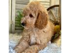 Mutt Puppy for sale in Bloomfield, IA, USA
