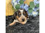 Dachshund Puppy for sale in Duncan, OK, USA