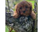 Cavapoo Puppy for sale in Rochester, NY, USA