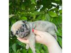 Pug Puppy for sale in Tiffin, OH, USA