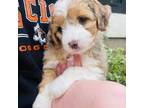 Aussiedoodle Puppy for sale in Scio, OR, USA