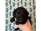 Poodle (Toy) Puppy for sale in Roanoke, AL, USA