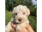 Schnauzer (Miniature) Puppy for sale in Roanoke, AL, USA