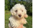 Schnauzer (Miniature) Puppy for sale in Roanoke, AL, USA