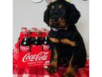 Gordon Setter Puppy for sale in Lexington, MI, USA