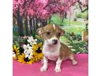 Chihuahua Puppy for sale in Patterson, GA, USA