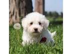 Bichon Frise Puppy for sale in Fresno, OH, USA