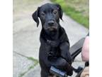 Adopt Jokey a Chocolate Labrador Retriever, Black Labrador Retriever
