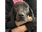 Adopt Gargamel a Chocolate Labrador Retriever, Black Labrador Retriever