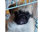 Pug Puppy for sale in Oakland, TN, USA