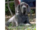 Great Dane Puppy for sale in Diamondhead, MS, USA