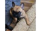 French Bulldog Puppy for sale in Bliss, ID, USA