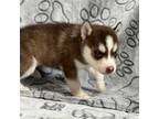 Siberian Husky Puppy for sale in New York, NY, USA