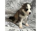 Siberian Husky Puppy for sale in New York, NY, USA