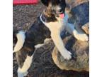 Akita Puppy for sale in Asheboro, NC, USA