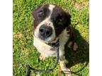 Adopt St. Patrick a Mixed Breed