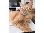 Adopt Chalupa (Clementine) a Domestic Short Hair, Maine Coon