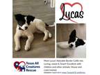 Adopt Lucas a Border Collie