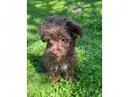 Adopt Wrangler a Yorkshire Terrier, Poodle