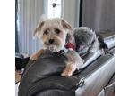 Adopt Cujo a Yorkshire Terrier