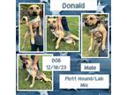 Adopt Donald a Plott Hound, Labrador Retriever