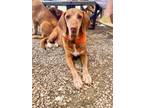 Adopt George a Labrador Retriever