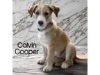 Adopt Calvin Cooper a Collie, Husky