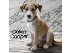 Adopt Calvin Cooper a Smooth Collie