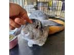 Adopt Leo a Mini Lop