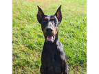 Adopt 7716 Bolo - I'm a SSNAP Dog a Doberman Pinscher