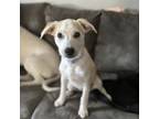 Adopt Feta a Mixed Breed