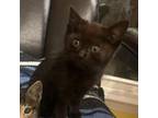 Adopt Coldwater a Domestic Short Hair