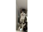 Adopt Firecracker a Domestic Short Hair