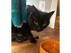 Adopt Midnight a Domestic Short Hair