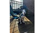 Adopt Drake a Catahoula Leopard Dog, Mixed Breed