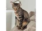 Adopt PICASSO a American Shorthair