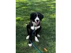 Adopt Gus a Border Collie, Great Pyrenees
