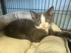 Adopt Muffin Kitten 1 a Domestic Short Hair