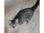 Adopt Jay a Domestic Short Hair